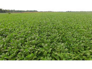 Property photo 14 - REAL ESTATE AUCTION - 116.5+/- ACRES IN 9 TRACTS WITH 2 FARMS IN NOBLE COUNTY, INDIANA